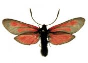 Zygaena osterodensis Reiss, 1921 attēls