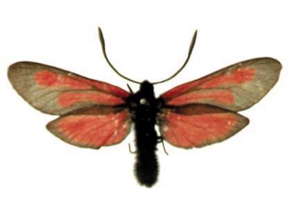 Zygaena osterodensis Reiss, 1921 attēls