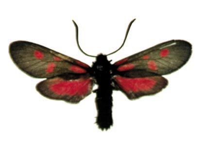 Zygaena viciae (Denis & Schiffermüller, 1775) attēls