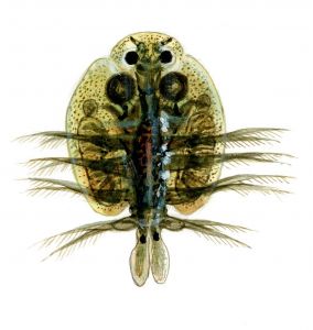 Argulus foliaceus L. attēls