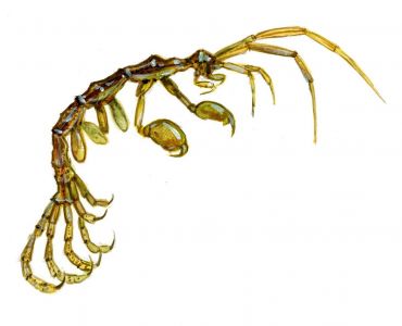 Caprella linearis (L.) attēls