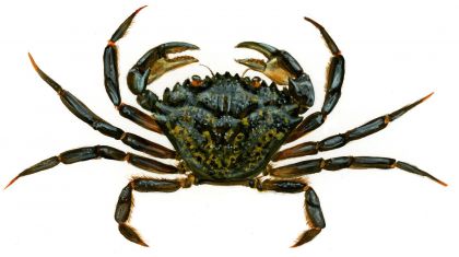 Carcinus maenas (L.) attēls