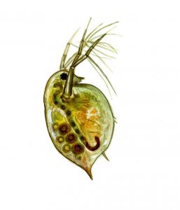Daphnia pulex Leydig attēls