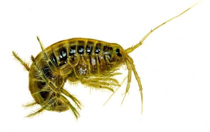 Gammarus sp. attēls