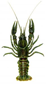 Orconectes limosus (Rafinesque) attēls