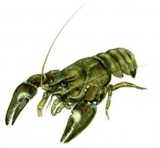 Pacifastacus leniusculus (Dana) attēls