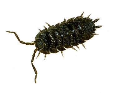 Porcellio scaber Latreille attēls