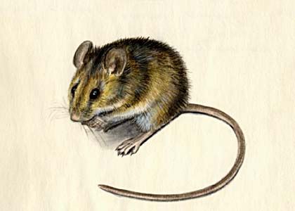 Apodemus flavicollis (Melchior) attēls