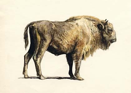 Bison bonasus (L.) attēls
