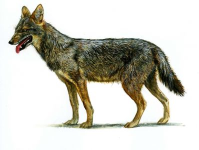 Canis aureus L. attēls