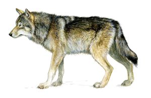 vilks attēls