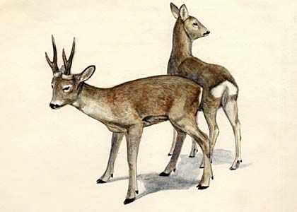 Capreolus capreolus (L.) attēls