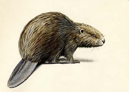 Castor fiber L. attēls