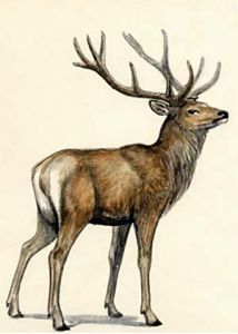 Cervus elaphus L. attēls