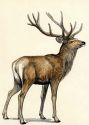 Cervus elaphus L. attēls