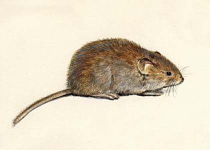 Clethrionomys glareolus (Schreber) attēls