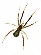 Episinus truncatus Latreille, 1809 attēls