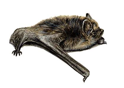 Eptesicus nilssonii Keyserling et Blasius attēls