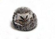 Erinaceus roumanicus Barrett-Hamilton attēls