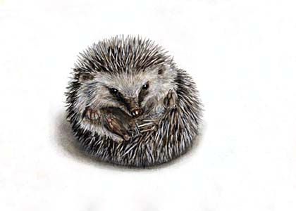 Erinaceus roumanicus Barrett-Hamilton attēls