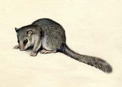 Glis glis (L.) attēls