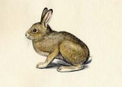 Lepus timidus L. attēls