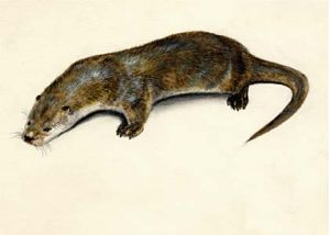 ūdrs attēls