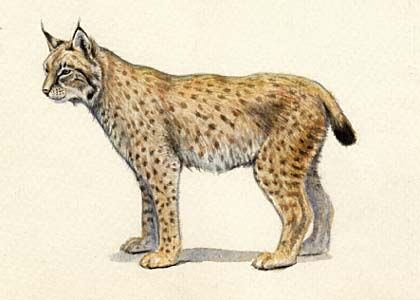 Lynx lynx (L.) attēls