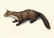 Martes foina (Erxleben) attēls