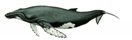Megaptera novaeangliae (Borowski) attēls