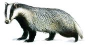 āpsis attēls