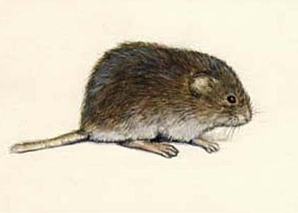 Microtus agrestis (L.) attēls