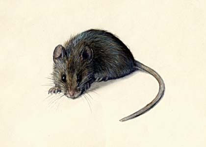 Mus musculus L. attēls