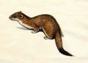 Mustela erminea L. attēls
