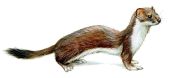 sermulis attēls