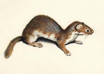 Mustela nivalis L. attēls