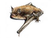 Myotis brandtii (Eversmann) attēls