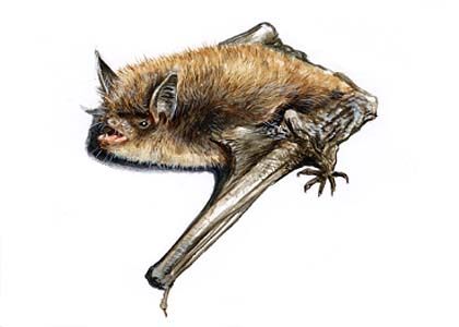 Myotis brandti Eversmann attēls