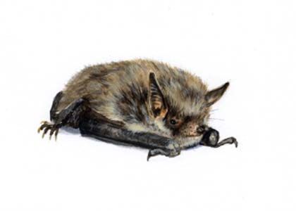 Myotis dasycneme Boie attēls