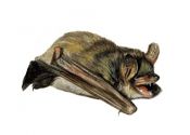 Myotis daubentonii Kuhl attēls