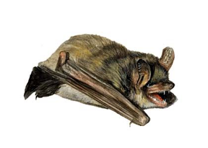 Myotis daubentoni Kuhl attēls