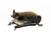 Myotis mystacinus Kuhl attēls