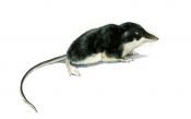 Neomys fodiens (Pennant) attēls