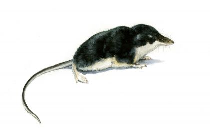 Neomys fodiens (Pennant) attēls
