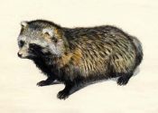Nyctereutes procyonoides (Gray) attēls
