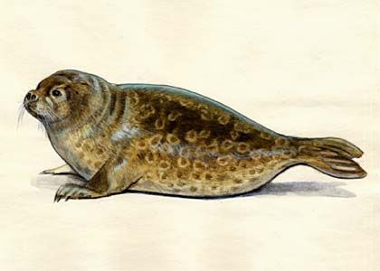 Pusa hispida (Schreber) attēls