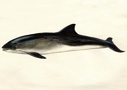 Phocoena phocoena (L.) attēls