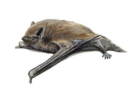 Pipistrellus pipistrellus (Schreber) attēls