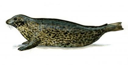 Phoca vitulina L. attēls