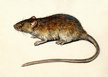Rattus norvegicus Berkenhout attēls